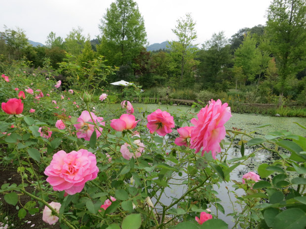 c0043751_1648376.jpg