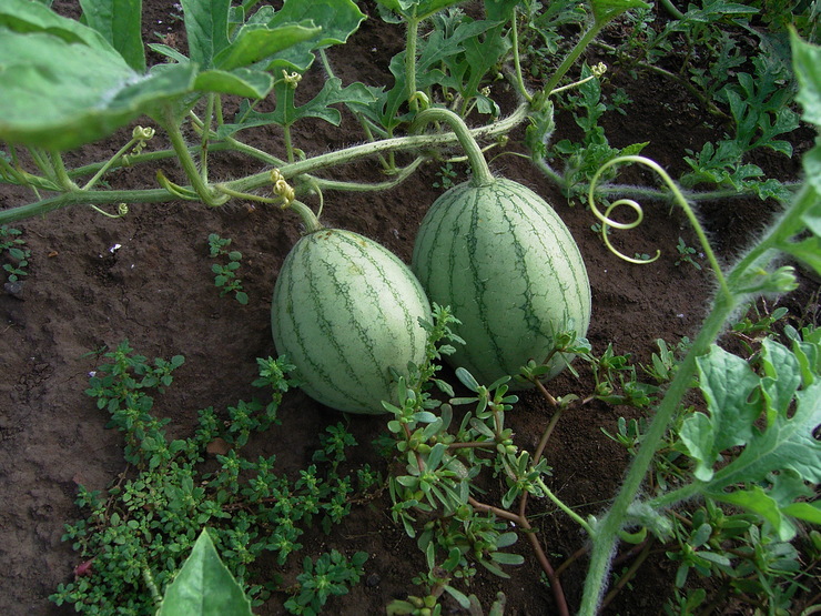 d0225575_9353166.jpg