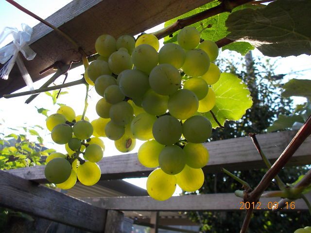 a0007388_10411690.jpg