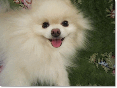 b0167519_962160.gif