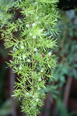 e0154682_2311045.jpg