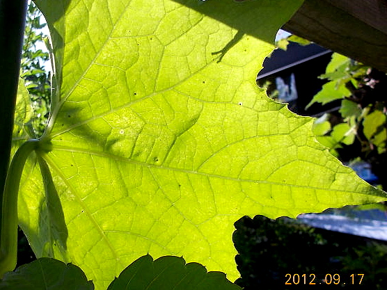 a0007388_10403920.jpg