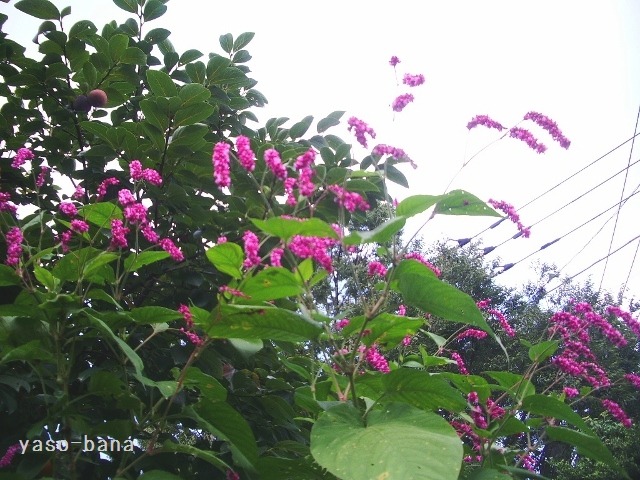 e0025300_15295535.jpg