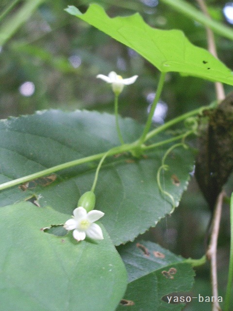 e0025300_16143075.jpg
