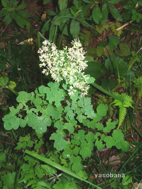e0025300_1617778.jpg