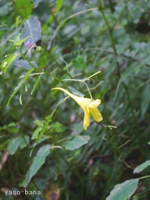 e0025300_1628285.jpg