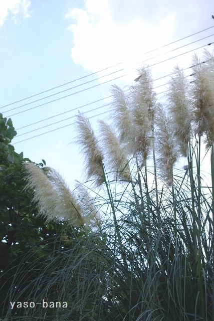 e0025300_164303.jpg