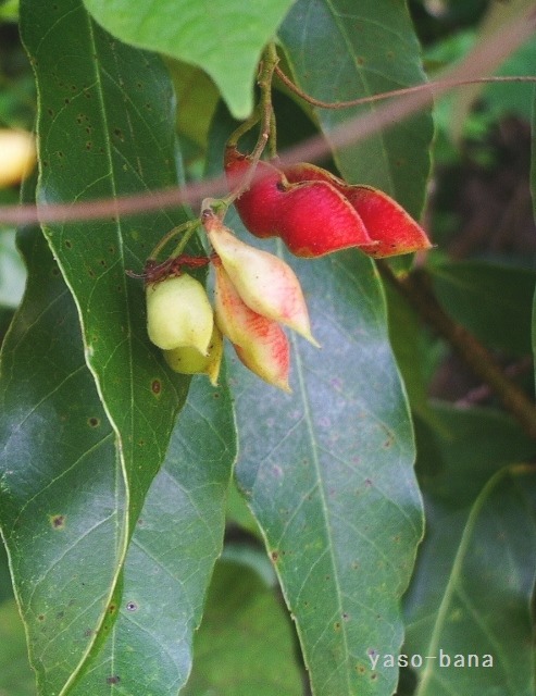 e0025300_1651366.jpg