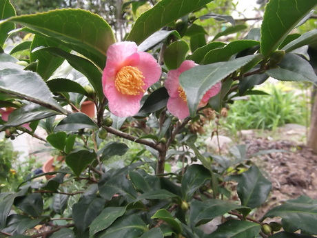 a0203003_15441647.jpg