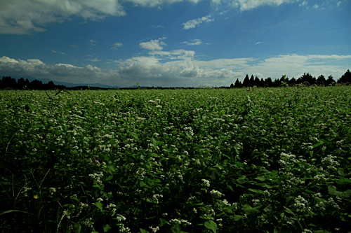 b0014607_206105.jpg