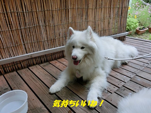 e0196135_20173725.jpg