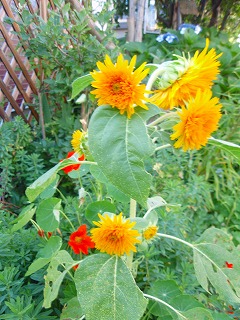 e0004756_20372569.jpg