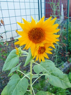 e0004756_20375693.jpg