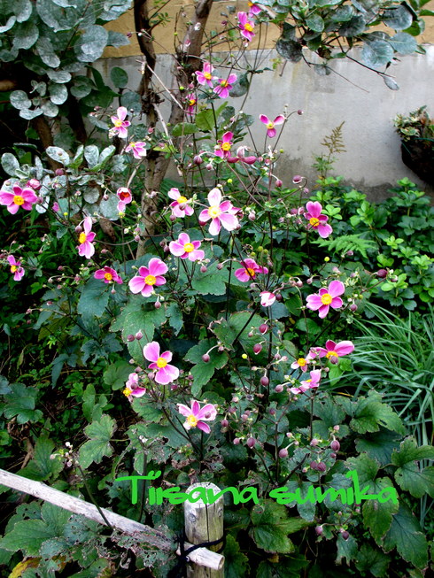 a0243064_712134.jpg