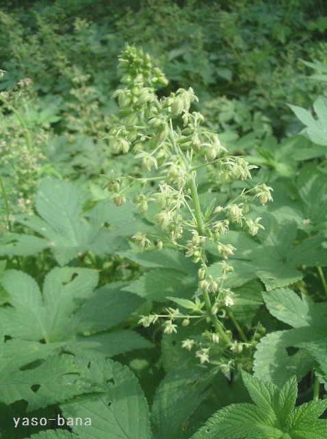 e0025300_1222079.jpg