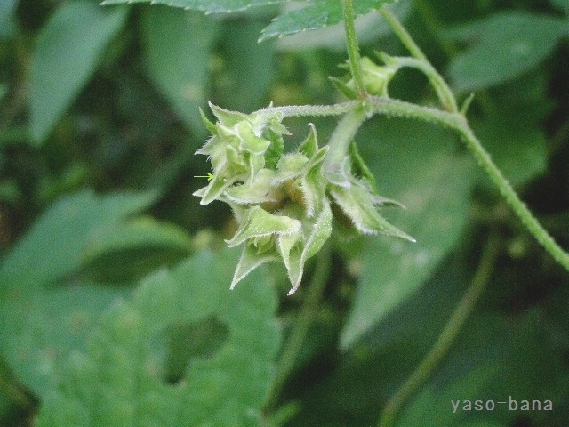 e0025300_1245025.jpg