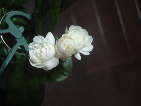 d0004617_11594414.jpg