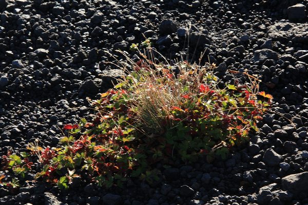 e0242721_10175619.jpg