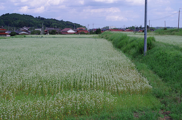 f0007926_10303782.jpg