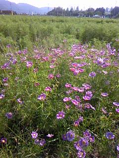 c0090534_19403242.jpg