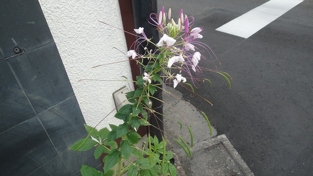 f0208737_743754.jpg