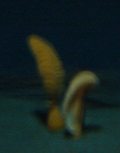 f0099367_12455666.jpg