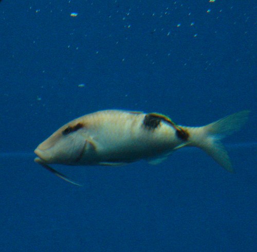f0099367_1245875.jpg