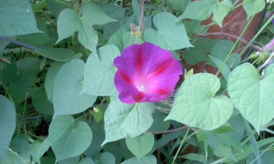 c0069380_1646793.jpg