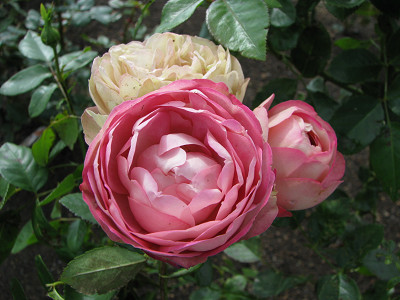 f0201297_20392419.jpg