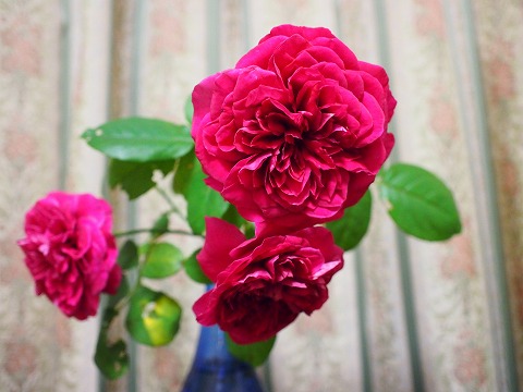 c0117007_2320726.jpg