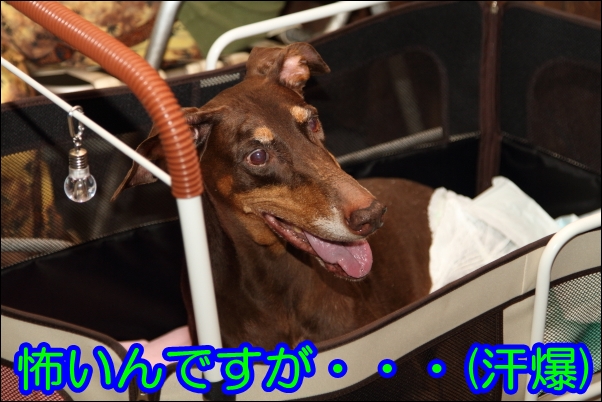 e0100007_2261935.jpg