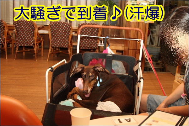 e0100007_2263166.jpg