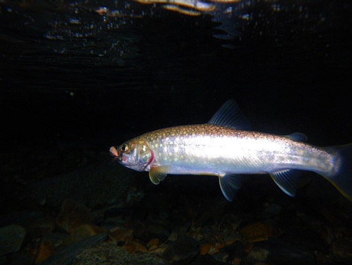 e0123808_23183028.jpg