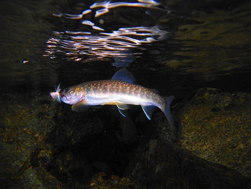 e0123808_2327386.jpg