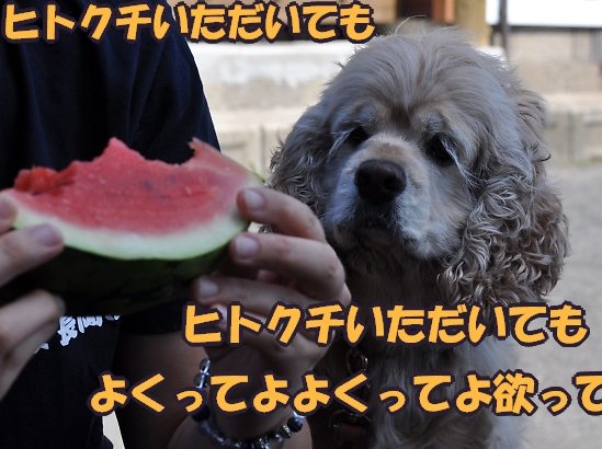 にほんブログ村 犬ブログ アメリカンコッカースパニエルへ