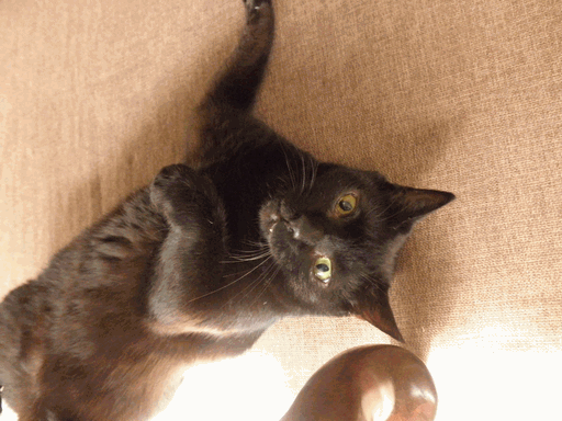 c0136736_10365827.gif