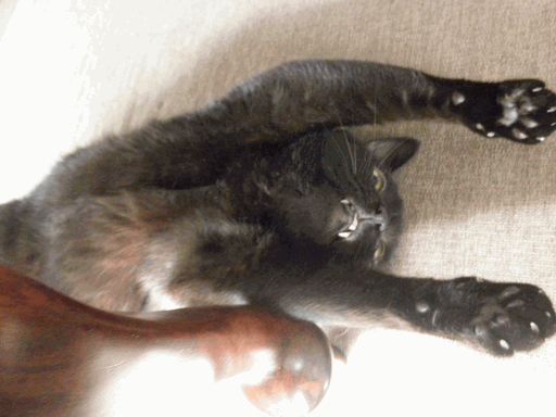c0136736_10385765.gif