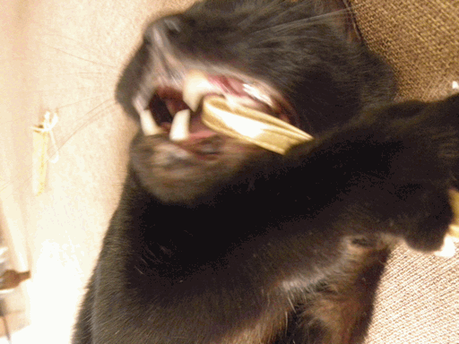 c0136736_10423144.gif