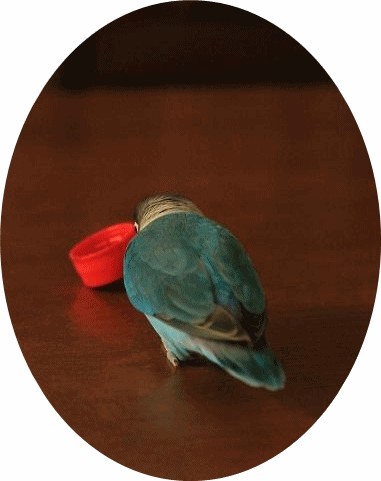 c0145250_10501894.gif