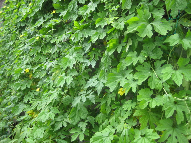 c0238354_1016122.jpg