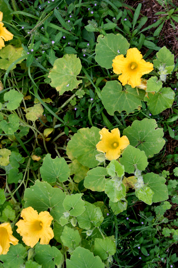 d0100095_925612.jpg