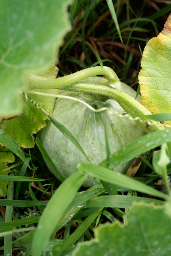 d0100095_933572.jpg