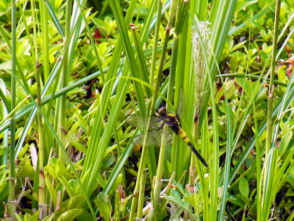 e0083517_10203464.jpg