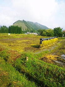 a0111618_133375.jpg