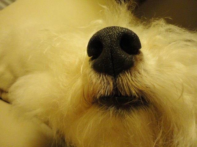 a0224537_525841.jpg