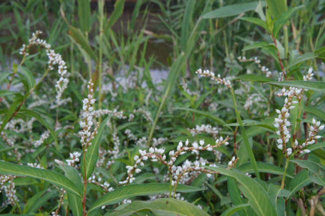 f0214649_7133751.jpg