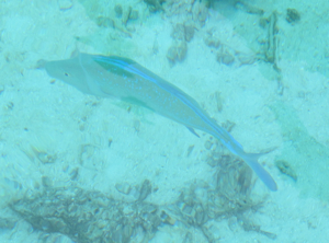 f0190653_21135344.jpg