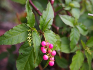 b0246758_13311694.jpg