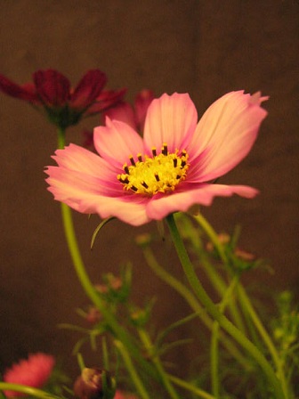 f0056190_17331117.jpg