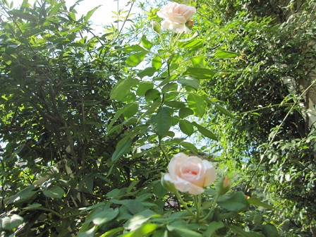 c0152002_10302288.jpg